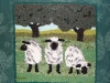wool-and-dye-works-3-sheep-in-full-frame